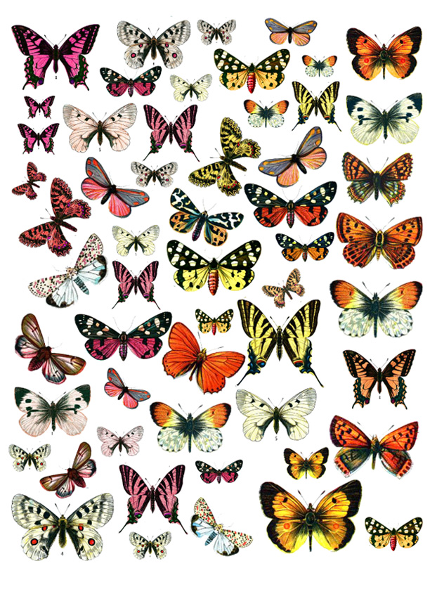 Imagen de producto: Modelo nº 311: Mariposas